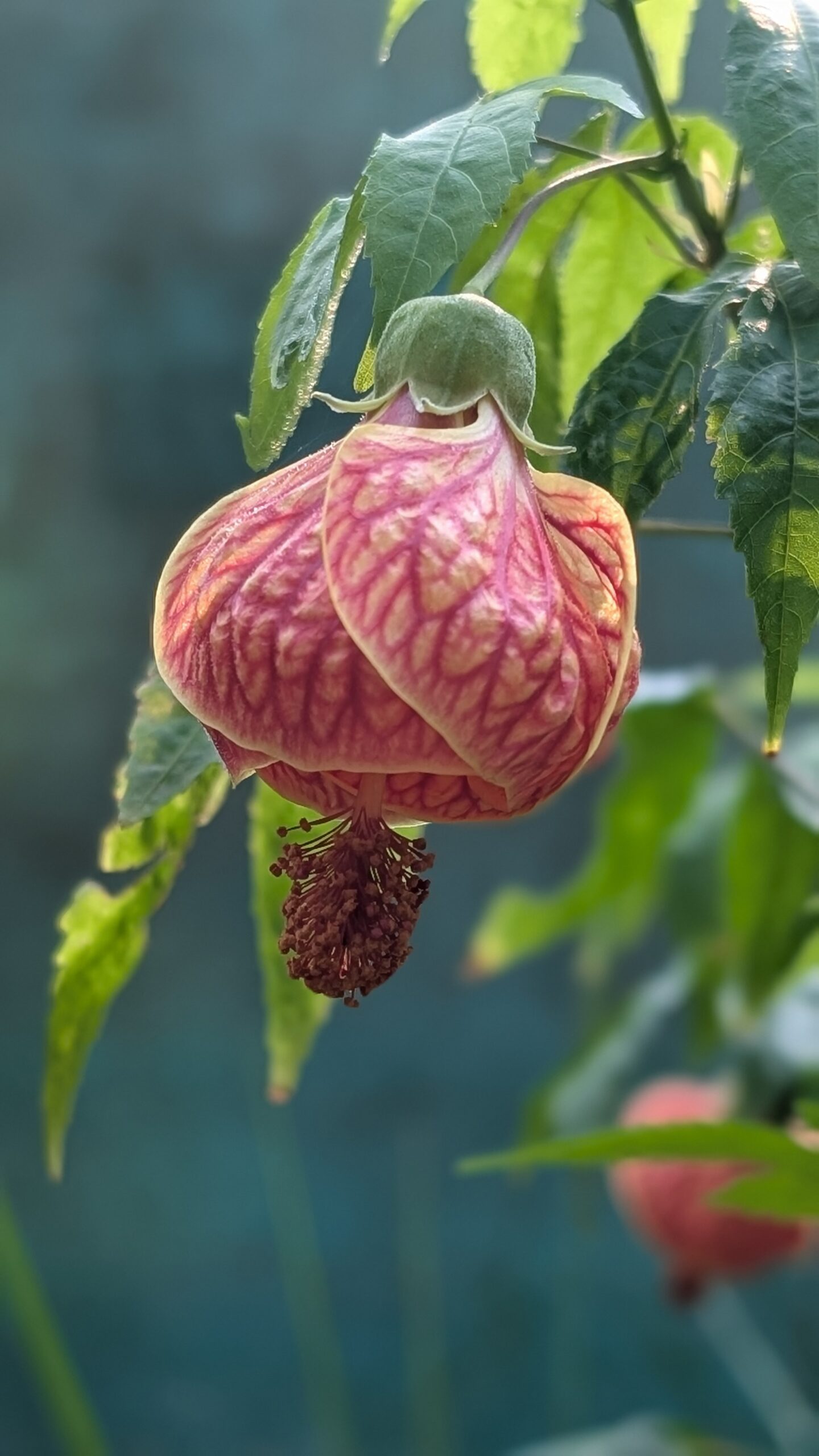 Abutilon (Chinese Lantern)